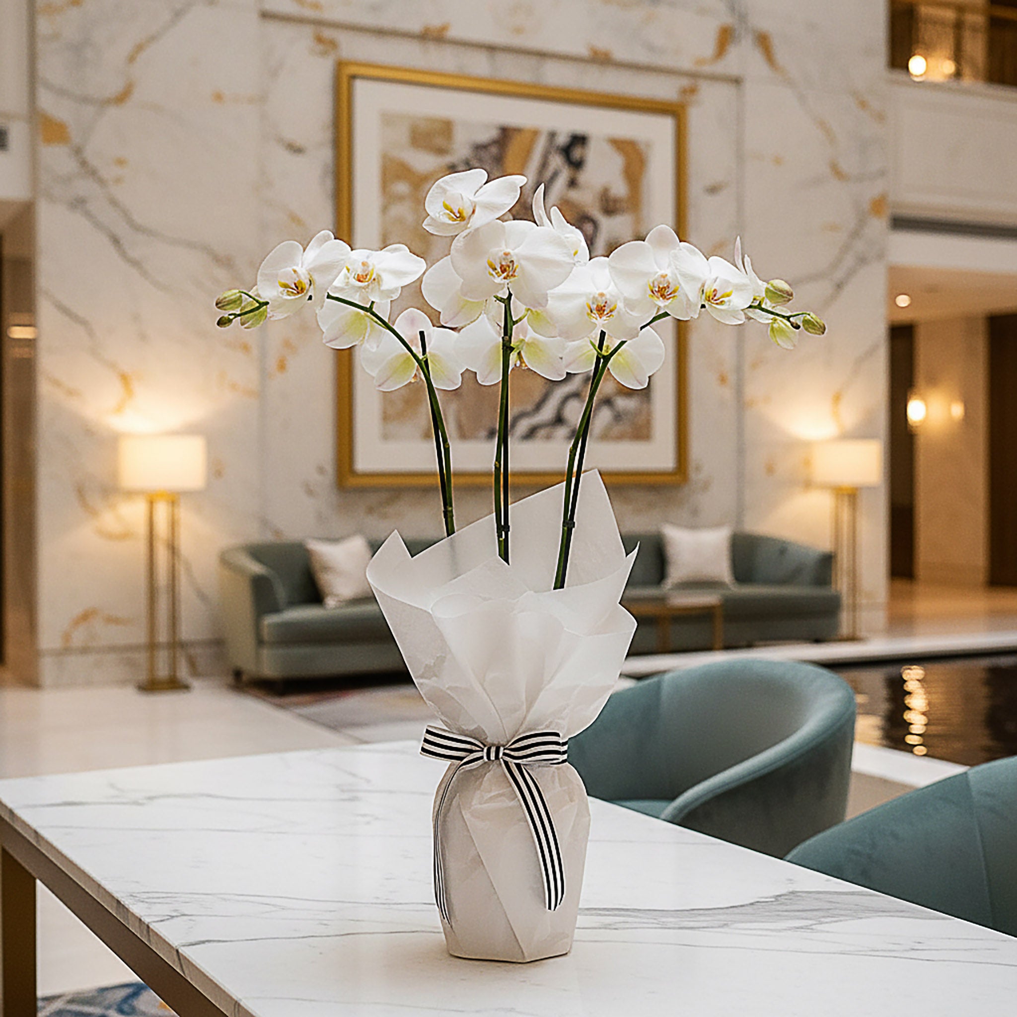 Phalaenopsis Orchids — Gift Wrapped