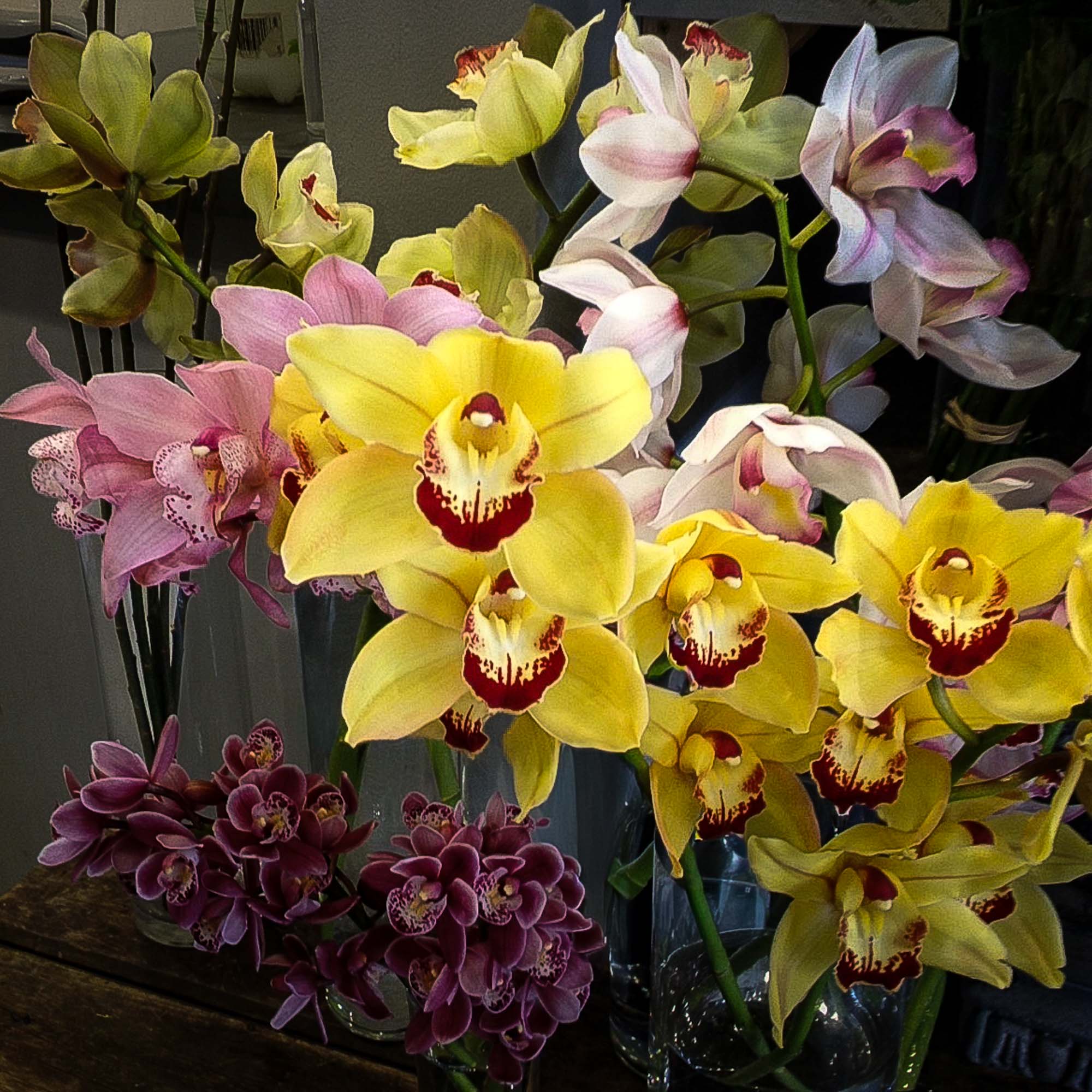 Cymbidium orchids