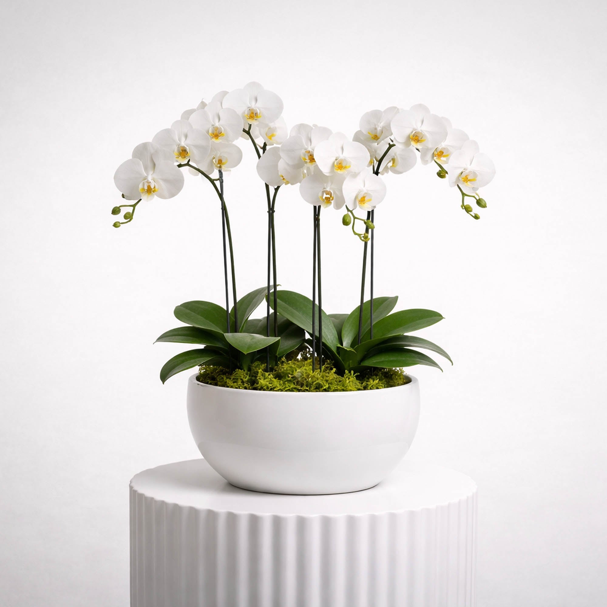 Phalaenopsis Orchids in Ceramic Pots